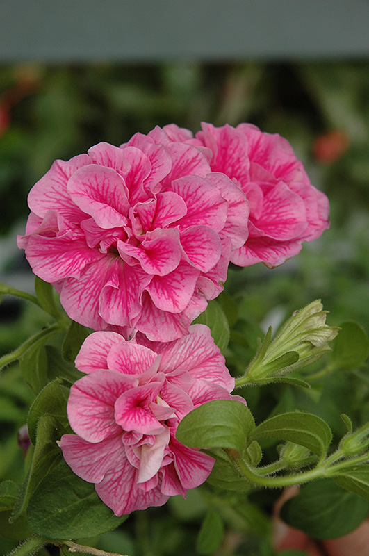 Double Wave Pink Petunia (Petunia 'Double Wave Pink') at Roger's Gardens