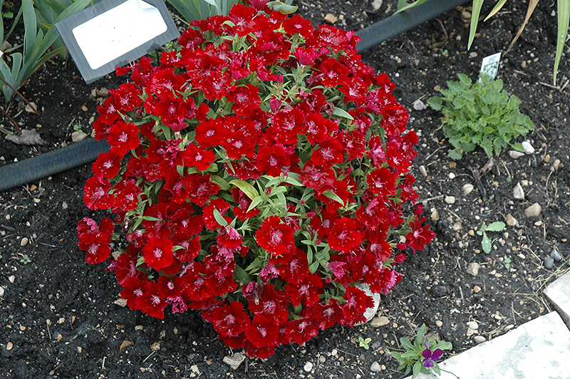 Floral Lace Crimson Pinks (Dianthus 'Floral Lace Crimson') at Roger's Gardens