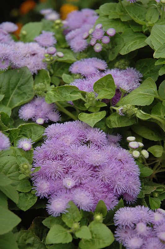Hawaii Blue Flossflower (Ageratum 'Hawaii Blue') at Roger's Gardens