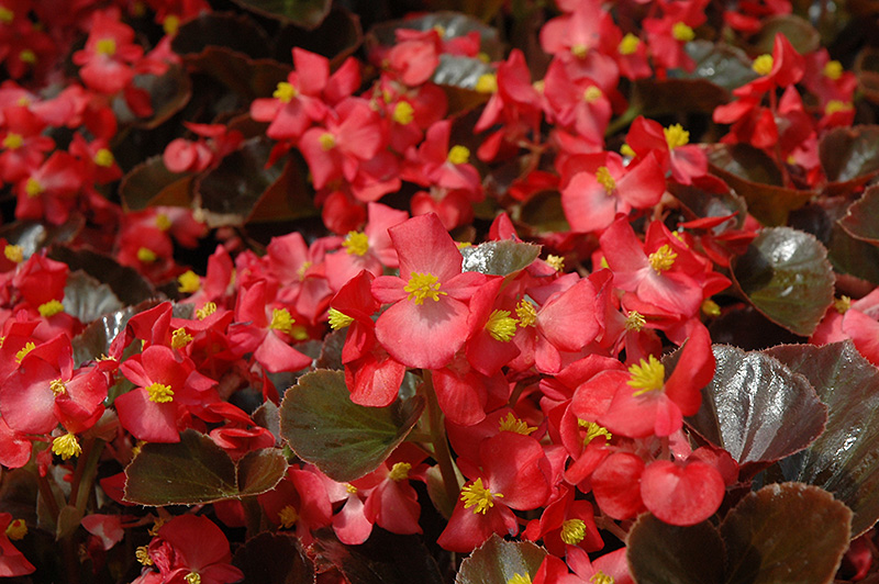 Harmony Scarlet Begonia (Begonia 'Harmony Scarlet') at Roger's Gardens