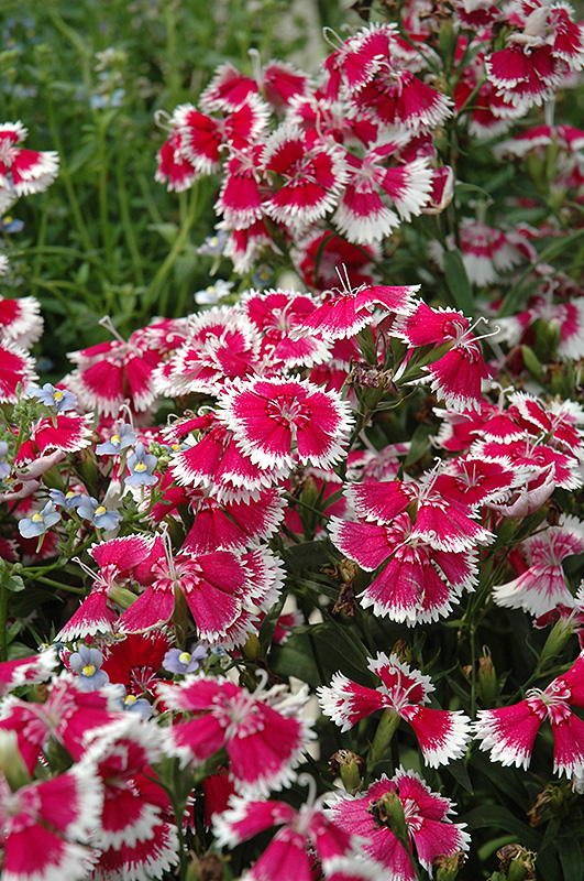Floral Lace Mix Pinks (Dianthus 'Floral Lace Mix') at Roger's Gardens