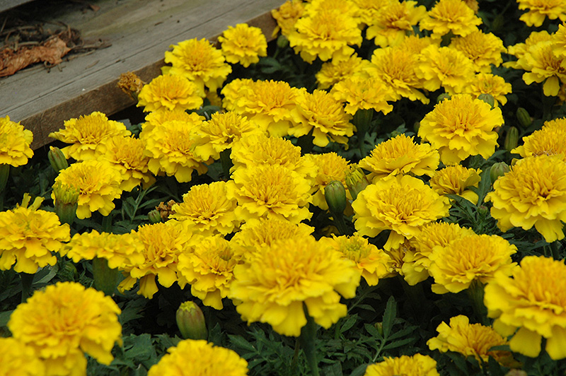 Janie Bright Yellow Marigold (Tagetes patula 'Janie Bright Yellow') at Roger's Gardens