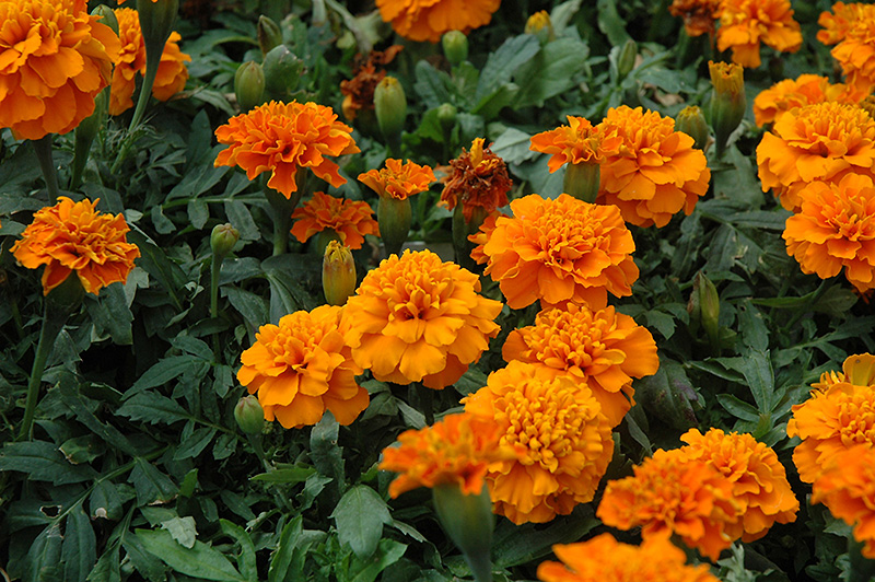 Janie Deep Orange Marigold (Tagetes patula 'Janie Deep Orange') at Roger's Gardens