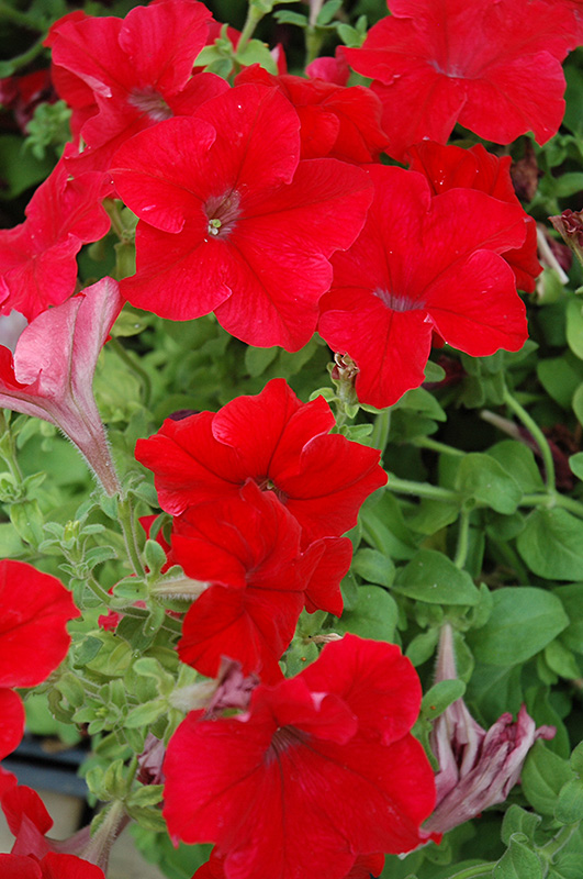 Dreams Red Petunia (Petunia 'Dreams Red') at Roger's Gardens