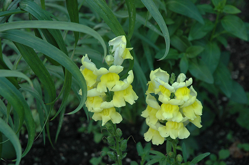Liberty Classic Yellow Snapdragon (Antirrhinum majus 'Liberty Classic Yellow') at Roger's Gardens