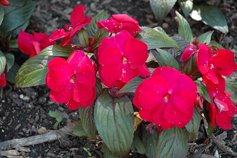 Accent Red Impatiens (Impatiens walleriana 'Accent Red') at Roger's Gardens