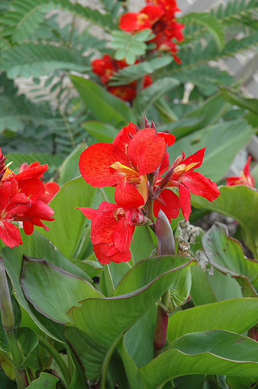 Tropical Red Canna (Canna 'Tropical Red') at Roger's Gardens