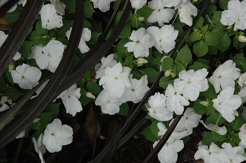 Dazzler White Impatiens (Impatiens 'Dazzler White') at Roger's Gardens