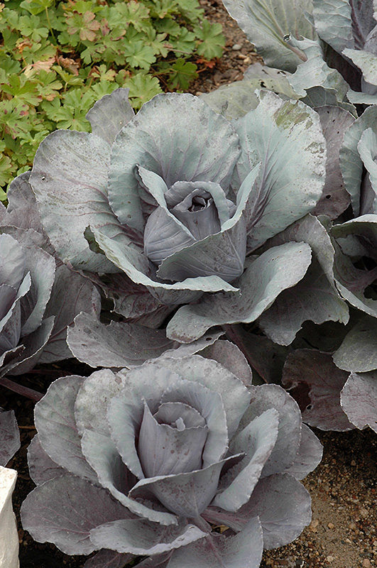Ruby Perfection Red Cabbage (Brassica oleracea var. capitata 'Ruby Perfection') at Roger's Gardens