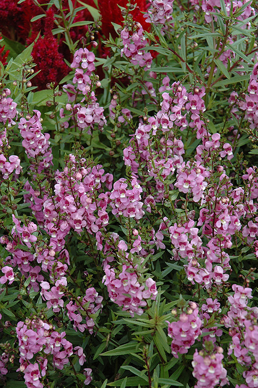 Serena Lavender Pink Angelonia (Angelonia angustifolia 'Serena Lavender Pink') at Roger's Gardens