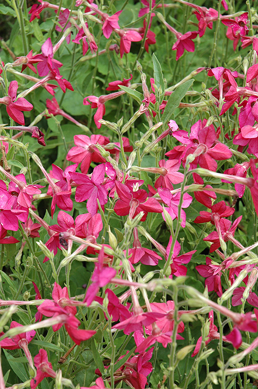 Nicki Pink Flowering Tobacco (Nicotiana 'Nicki Pink') at Roger's Gardens