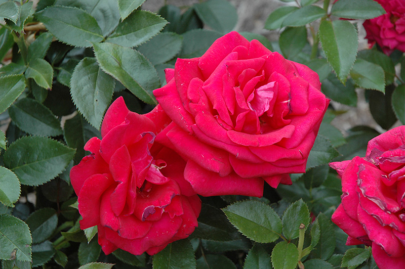 Lasting Love Rose (Rosa 'Lasting Love') at Roger's Gardens