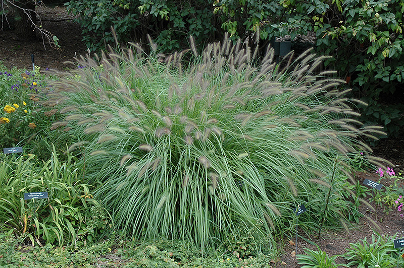 Fountain Grass (Pennisetum alopecuroides) at Roger's Gardens