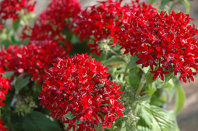 Graffiti Red Lace Star Flower (Pentas lanceolata 'Graffiti Red Lace') at Roger's Gardens