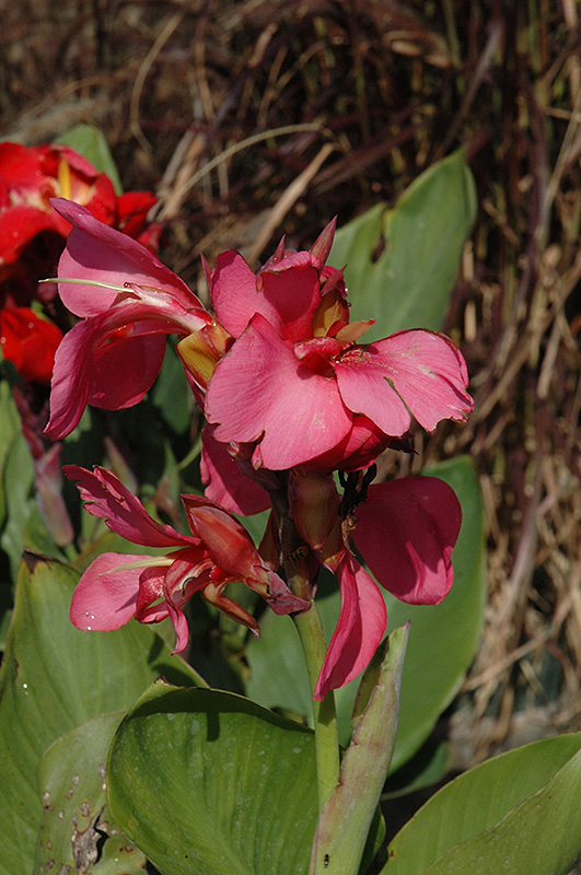 Tropical Rose Canna (Canna 'Tropical Rose') at Roger's Gardens