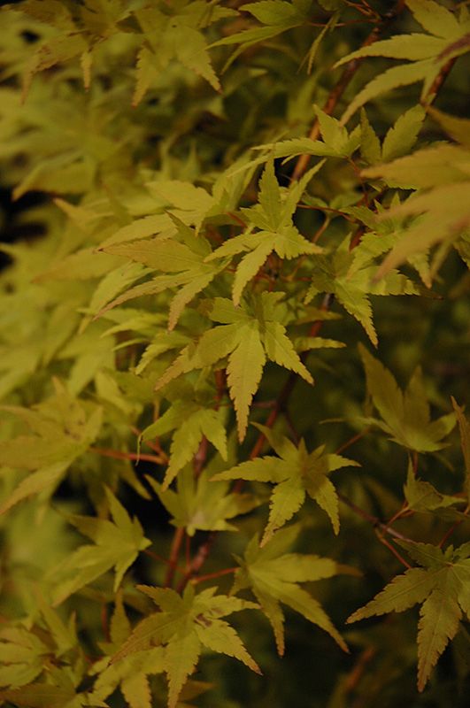 Ryusen Japanese Maple (Acer palmatum 'Ryusen') at Roger's Gardens