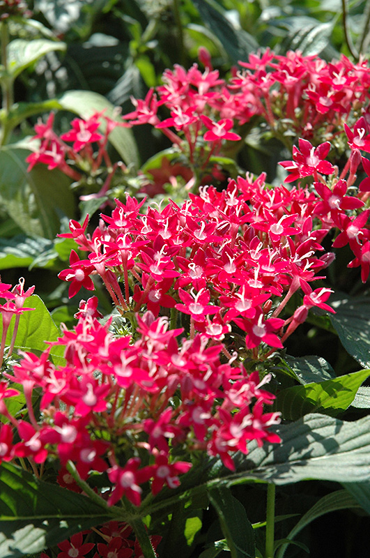 Butterfly Pink Star Flower (Pentas lanceolata 'Butterfly Pink') at Roger's Gardens