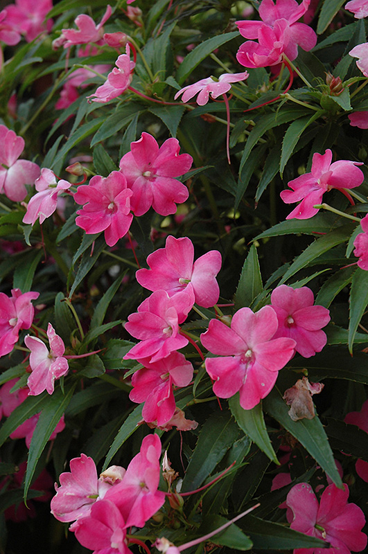 SunPatiens Vigorous Pink New Guinea Impatiens (Impatiens 'SunPatiens Vigorous Pink') at Roger's Gardens
