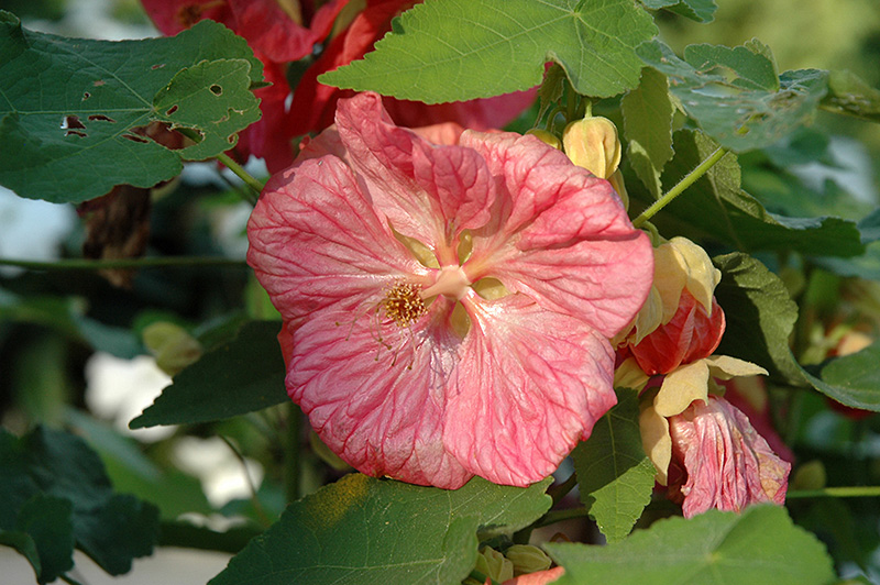 Bella Pink Flowering Maple (Abutilon 'Bella Pink') at Roger's Gardens
