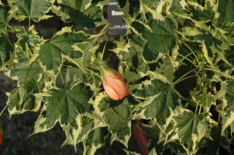 Souvenir de Bonn Flowering Maple (Abutilon 'Souvenir de Bonn') at Roger's Gardens
