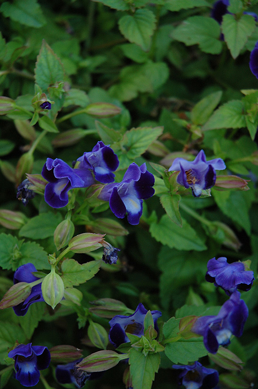 Lovely Purple Torenia (Torenia 'Lovely Purple') at Roger's Gardens