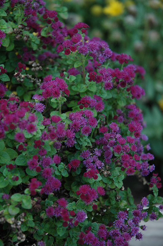 Artist Purple Flossflower (Ageratum 'Agmontis') at Roger's Gardens