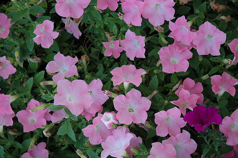 Easy Wave Shell Pink Petunia (Petunia 'Easy Wave Shell Pink') at Roger's Gardens