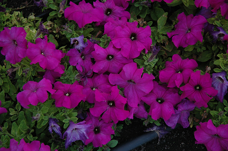 Limbo Violet Petunia (Petunia 'Limbo Violet') at Roger's Gardens