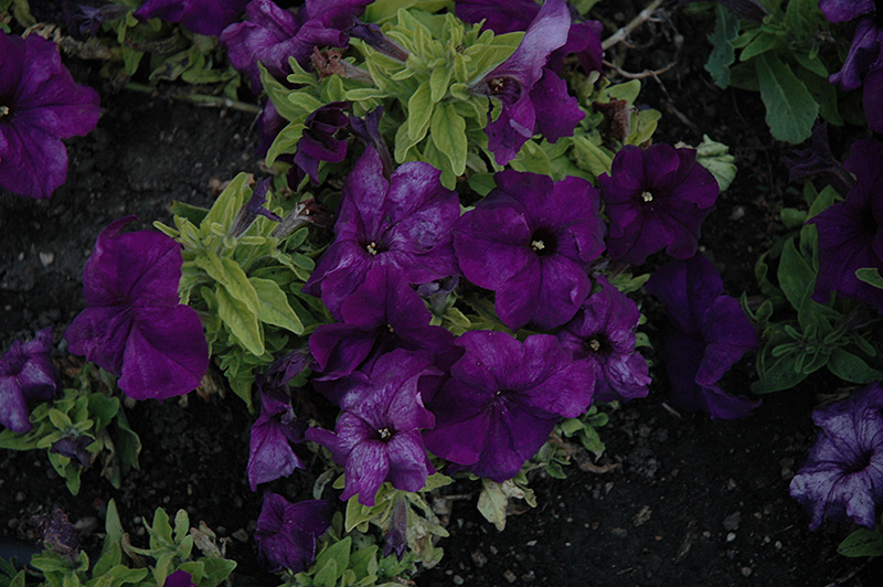 Limbo Deep Purple Petunia (Petunia 'Limbo Deep Purple') at Roger's Gardens
