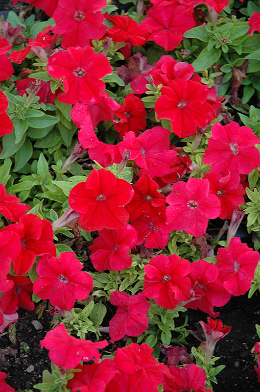 Limbo Red Petunia (Petunia 'Limbo Red') at Roger's Gardens