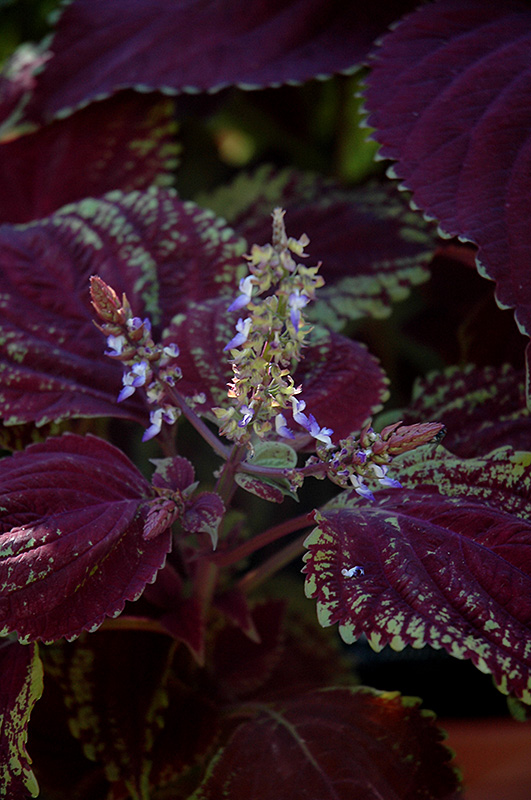 Emotions Sophisticated Coleus (Solenostemon scutellarioides 'Sophisticated') at Roger's Gardens