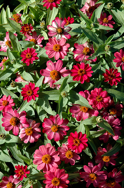 Zahara Coral Rose Zinnia (Zinnia 'Zahara Coral Rose') at Roger's Gardens