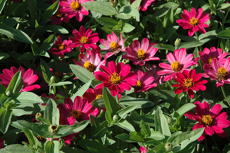 UpTown Pink Champagne Zinnia (Zinnia 'UpTown Pink Champagne') at Roger's Gardens
