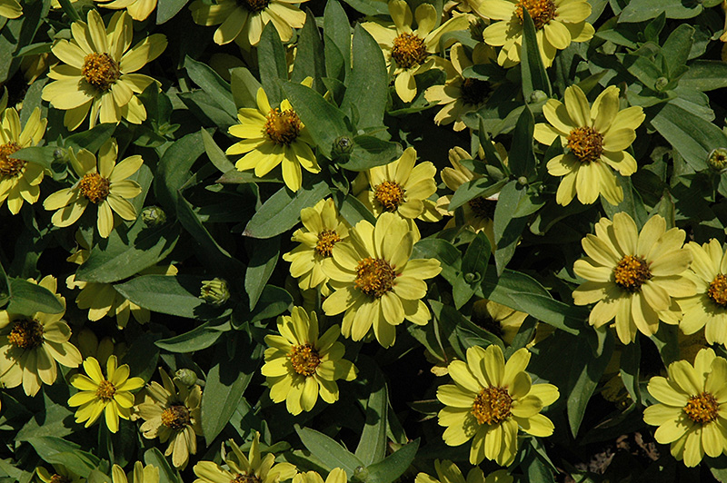 Zahara Yellow Zinnia (Zinnia 'Zahara Yellow') at Roger's Gardens