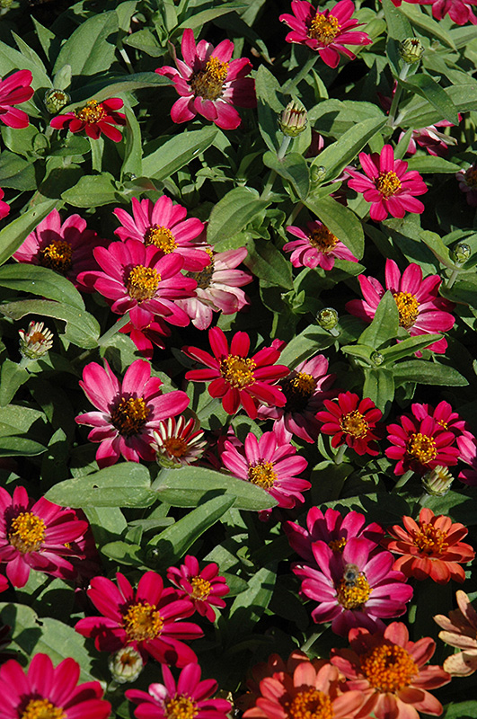 Profusion Cherry Zinnia (Zinnia 'Profusion Cherry') at Roger's Gardens