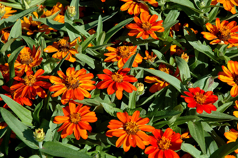 Profusion Orange Zinnia (Zinnia 'Profusion Orange') at Roger's Gardens