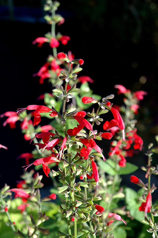 Summer Jewel Red Sage (Salvia 'Summer Jewel Red') at Roger's Gardens
