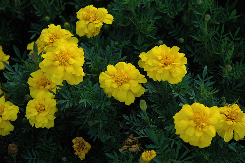 Durango Yellow Marigold (Tagetes patula 'Durango Yellow') at Roger's Gardens