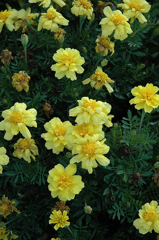 Janie Primrose Yellow Marigold (Tagetes patula 'Janie Primrose Yellow') at Roger's Gardens