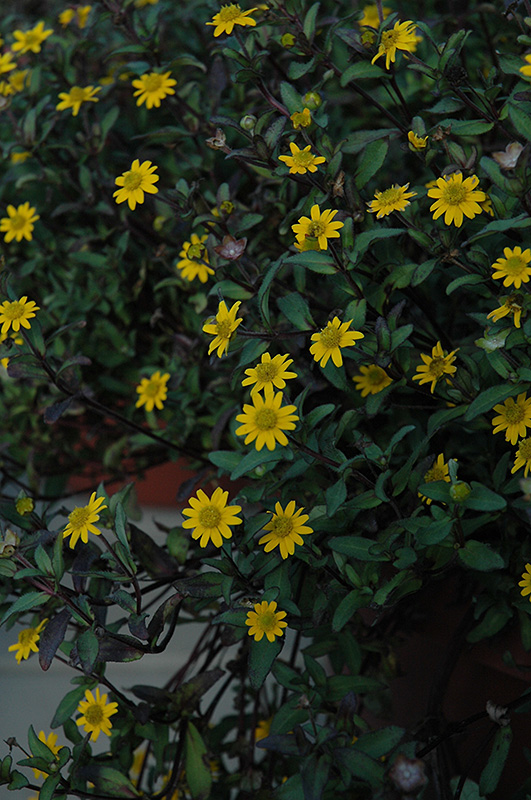 Show Yellow Creeping Zinnia (Sanvitalia procumbens 'Show Yellow') at Roger's Gardens