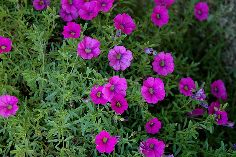 Superbells Trailing Rose Calibrachoa (Calibrachoa 'Superbells Trailing Rose') at Roger's Gardens