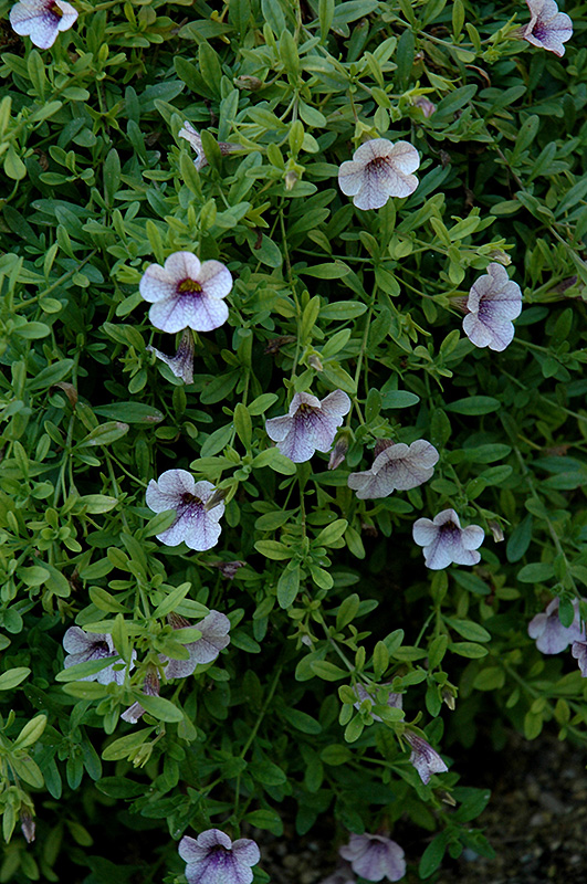 Superbells Trailing Lilac Mist Calibrachoa (Calibrachoa 'Superbells Trailing Lilac Mist') at Roger's Gardens