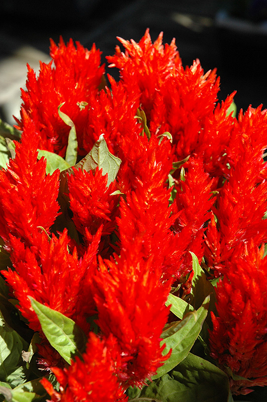 Red Plumed Celosia (Celosia plumosa 'Red') at Roger's Gardens
