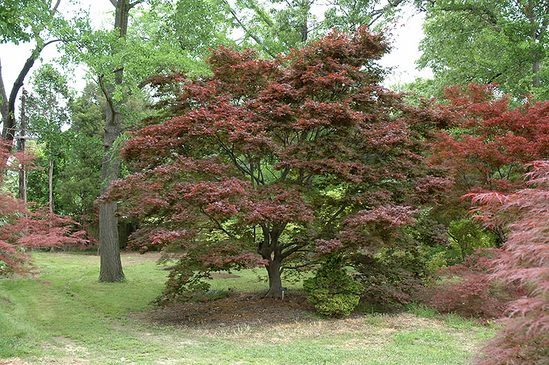 Ribbon-leaf Japanese Maple (Acer palmatum 'Atrolineare') at Roger's Gardens