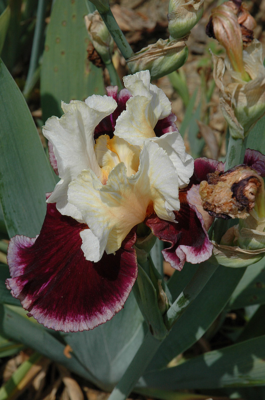 Raspberry Swirl Iris (Iris 'Raspberry Swirl') in Orange County, CA ...