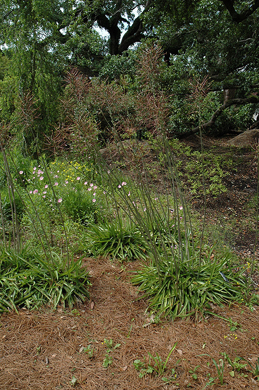 Mottled Tuberose (Manfreda variegata) at Roger's Gardens