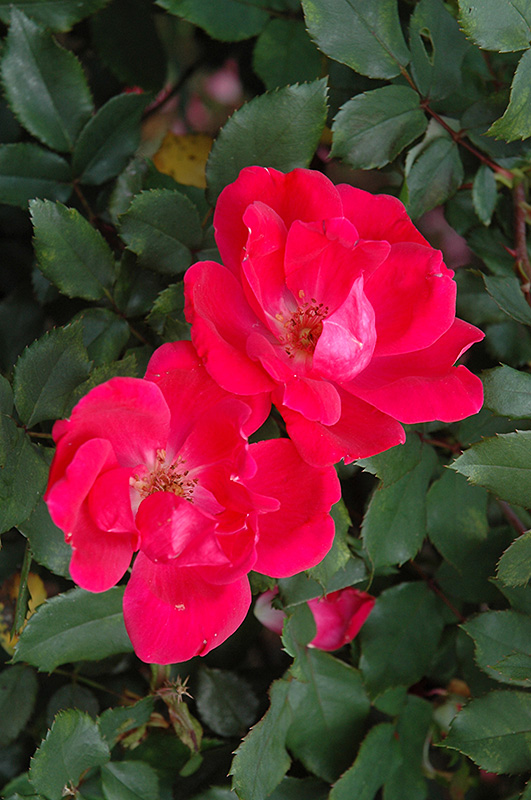 Red Knock Out Rose (Rosa 'Red Knock Out') at Roger's Gardens