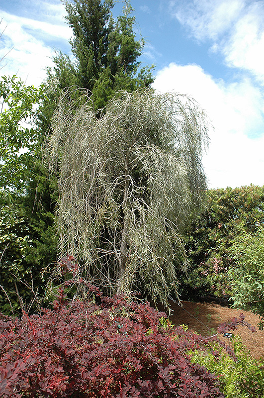 Weeping Myall (Acacia pendula) at Roger's Gardens