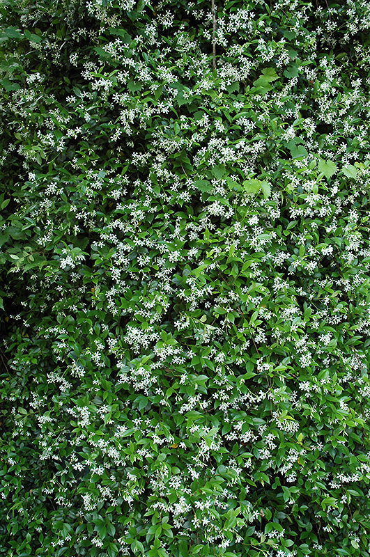 Confederate Star-Jasmine (Trachelospermum jasminoides) at Roger's Gardens