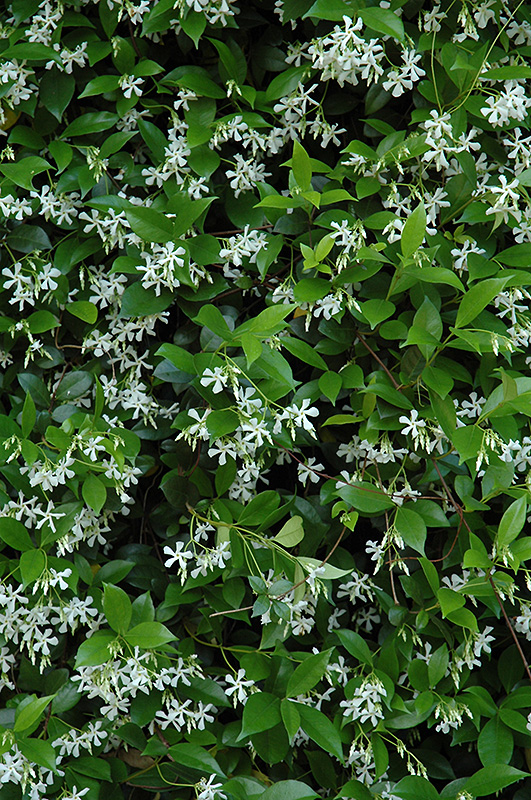 Confederate Star-Jasmine (Trachelospermum jasminoides) at Roger's Gardens